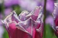 Close-up of the fringed petals of a tulip Royalty Free Stock Photo