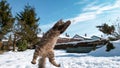 CLOSE UP: Frisky kitten tries to catch a chunk of snow with its cute paws.