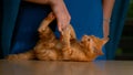 CLOSE UP: Ginger baby cat bites and claws female owner's hand during playtime Royalty Free Stock Photo