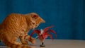 CLOSE UP: Frisky orange tabby kitten is playing with a red feathered teaser.