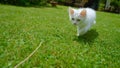 CLOSE UP: Frisky white kitten chasing a twig across the backyard on a sunny day.