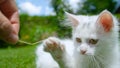 CLOSE UP: Frisky white kitten plays with blade of grass held by its owner.