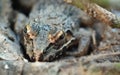 close up of a frog camouflaged in the ground Royalty Free Stock Photo