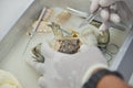 Close-up of frog and fish comparative anatomy dissection in biol Royalty Free Stock Photo