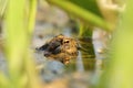 close up of a frog floating on the water in a pond during mating season on a sunny spring morning april frog in the water during Royalty Free Stock Photo