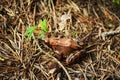 Close-up of a frog on the ground Royalty Free Stock Photo