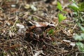 Close-up of a frog on the ground Royalty Free Stock Photo