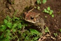 Close-Up Of Frog On the ground Royalty Free Stock Photo