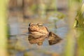 close up of frog in a pond during mating season on a sunny spring morning april frog in the water during mating Royalty Free Stock Photo