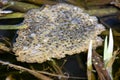Close up of frog spawn floating on pond Royalty Free Stock Photo