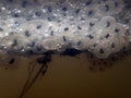 Close-up of frog spawn in the water Royalty Free Stock Photo