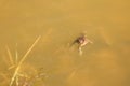 Frog Swimming in Murky Water