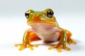 Close up of frog on white surface with white background. Generative AI Royalty Free Stock Photo