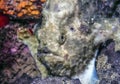 Close up of frogfish Royalty Free Stock Photo