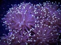 Frogspawn coral in aquarium Royalty Free Stock Photo