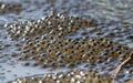 Frogspawn in water