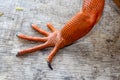 Close up on front leg with sharp claws of tropical reptile Red Iguana. Focus on leg with scaly skin. Skin in red, orange, yellow Royalty Free Stock Photo