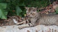 Close up of the front part,including the face and hand of a brown cat resting on a cut down coconut tree trunk with trunk Royalty Free Stock Photo