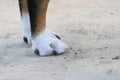 Close-up of the front paws of a dog of the Jack Russell Terrier breed