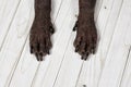 Close up front paws of Xoloitzcuintle dog, or Mexican Hairless breed, with dark skin and black nails, on white wooden background. Royalty Free Stock Photo