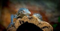 Close up front portrait of blue spotted tree monitor Varanus macraei resting on tree trunk and looking at camera Royalty Free Stock Photo