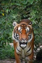 Close up front portrait of Indochinese tiger