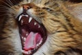 Close up portrait of domestic cat yawning