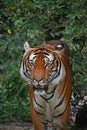 Close up front portrait of Indochinese tiger