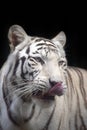 Close up portrait of white tiger Royalty Free Stock Photo