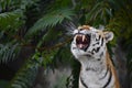 Close up portrait of Siberian Amur tiger Royalty Free Stock Photo