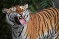 Close up portrait of Siberian Amur tiger Royalty Free Stock Photo