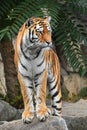 Close up front portrait of Siberian Amur tiger Royalty Free Stock Photo