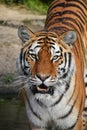 Close up front portrait of Siberian Amur tiger Royalty Free Stock Photo