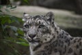 Close up front portrait of snow leopard Royalty Free Stock Photo