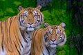Close up front portrait of two young Amur tigers looking at camera Royalty Free Stock Photo