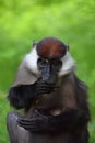 Close up portrait of collared mangabey Royalty Free Stock Photo