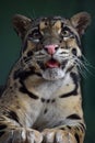 Close up portrait of clouded leopard Royalty Free Stock Photo