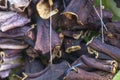 Close-up front shoot for dried aubergine with traditional hanging method in Turkey