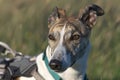 Close up front on sunset portrait of pet greyhound wearing a harness Royalty Free Stock Photo