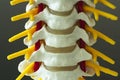 Close-up view of cervical spine model Royalty Free Stock Photo