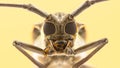 Batocera rufomaculata Longhorn beetle
