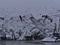 Close-up front view of the breakoff edge of SÃÂ³lheimajÃÂ¶kull, an outlet glacier of MÃÂ½rdalsjÃÂ¶kull, in the south of Iceland. Royalty Free Stock Photo