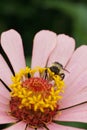 Close-up front view of a Caucasian gray bumblebee Bombus serrisquama on a Zinnia flower Royalty Free Stock Photo