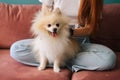 Close-up front view of cute white pretty spitz pet dog, unrecognizable young woman stroking loving puppy on comfortable