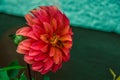 Close up front view view of Dahlia red flower and small orange w