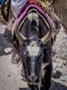 Close up, front view of domestic yak Bos grunniens head.