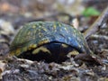 Eastern Box Turtle - Closed Shell, Front View Royalty Free Stock Photo