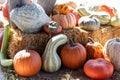 Close up Front View of Farmers Market Ground of pumpkins on an Hay bale Royalty Free Stock Photo