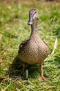 Close up front on view of female Mallard duck Royalty Free Stock Photo