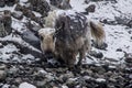 Close up, front view of frozen domestic yak Bos grunniens